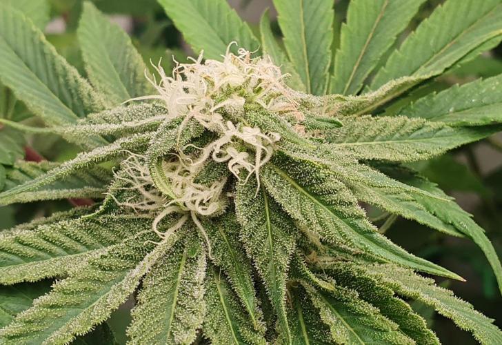 Alien Sparkle. Week 10