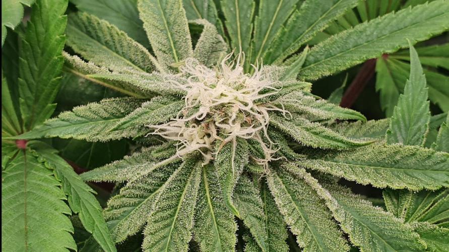 Alien Sparkle. Week 10