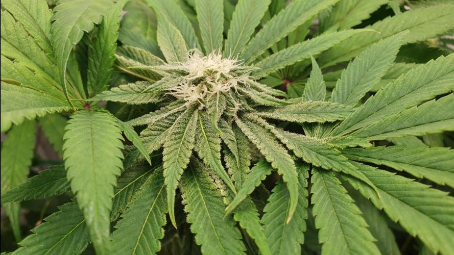 Alien Sparkle. Week 10