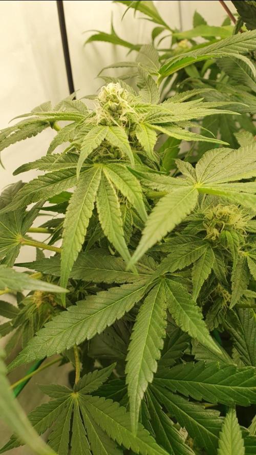 Alien Sparkle. Week 10