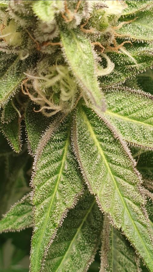 Alien Sparkle. Week 11