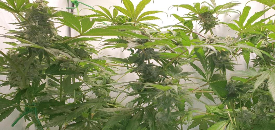 Alien Sparkle. Week 11