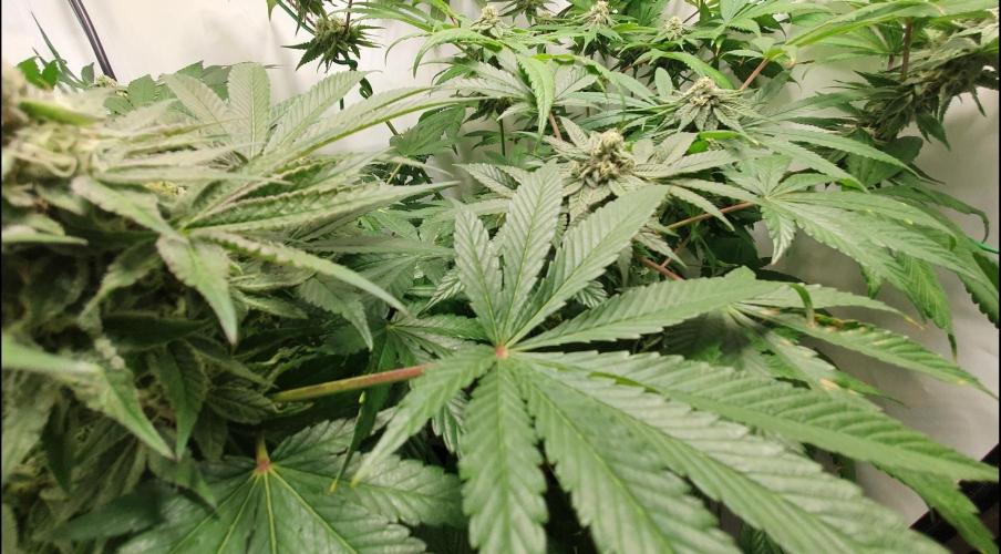 Alien Sparkle. Week 11