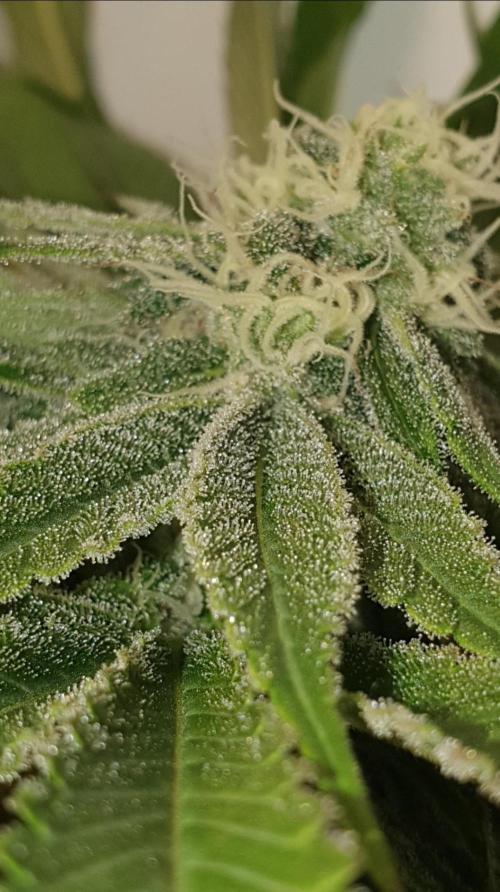 Alien Sparkle. Week 11