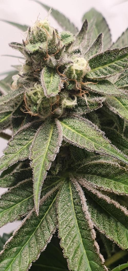 Alien Sparkle. Week 12