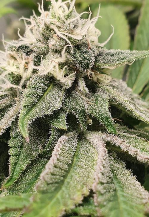 Alien Sparkle. Week 12