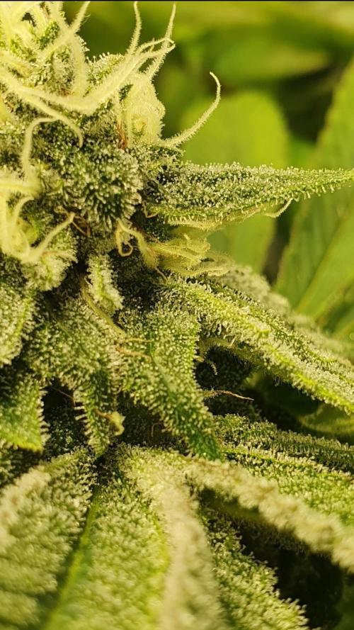 Alien Sparkle. Week 12