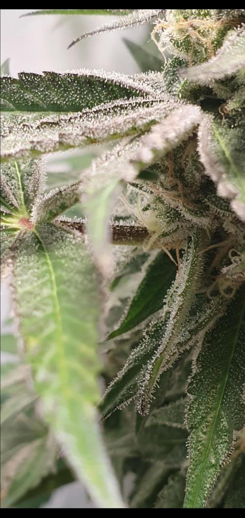 Alien Sparkle. Week 13