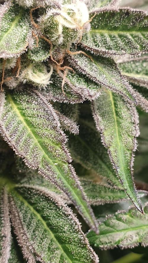 Alien Sparkle. Week 13