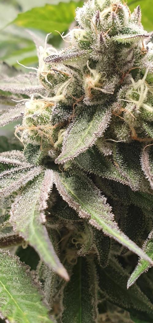 Alien Sparkle. Week 13