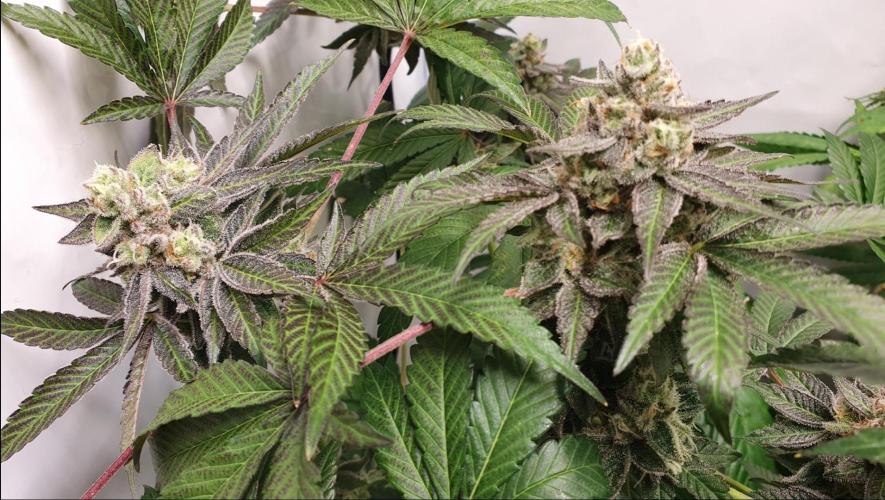 Alien Sparkle. Week 13