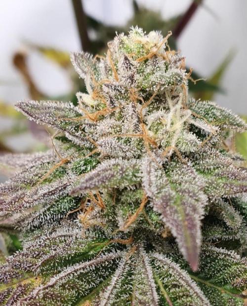 Alien Sparkle. Week 13