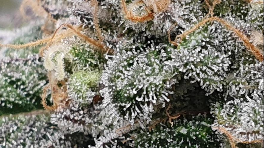 Alien Sparkle. Week 13