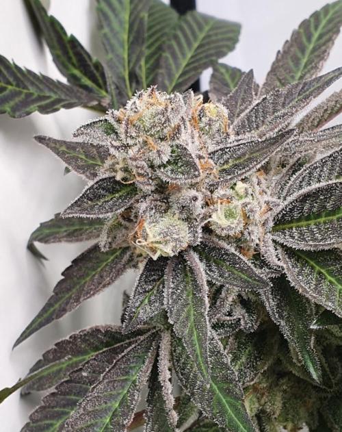 Alien Sparkle. Week 13