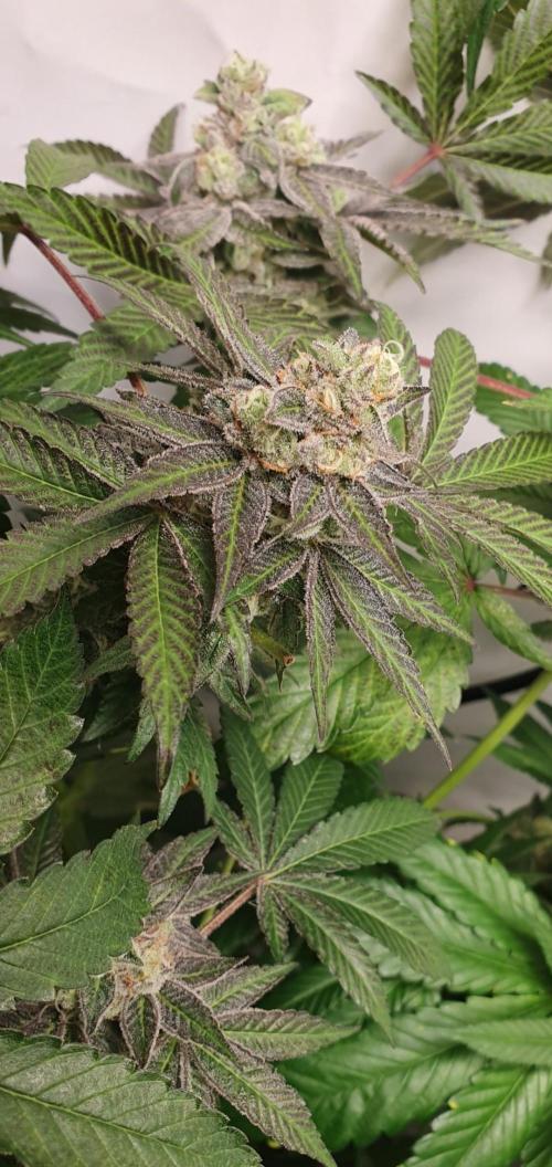 Alien Sparkle. Week 13