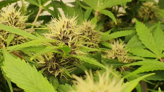 Comment by The_Wanderer photo #1