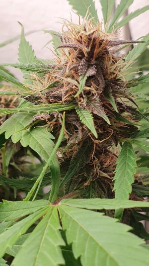 Comment by The_Wanderer photo #2