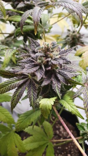 Comment by The_Wanderer photo #3