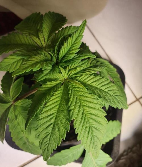 Shireen. Week 3 - 9 leaflets at 4th node.