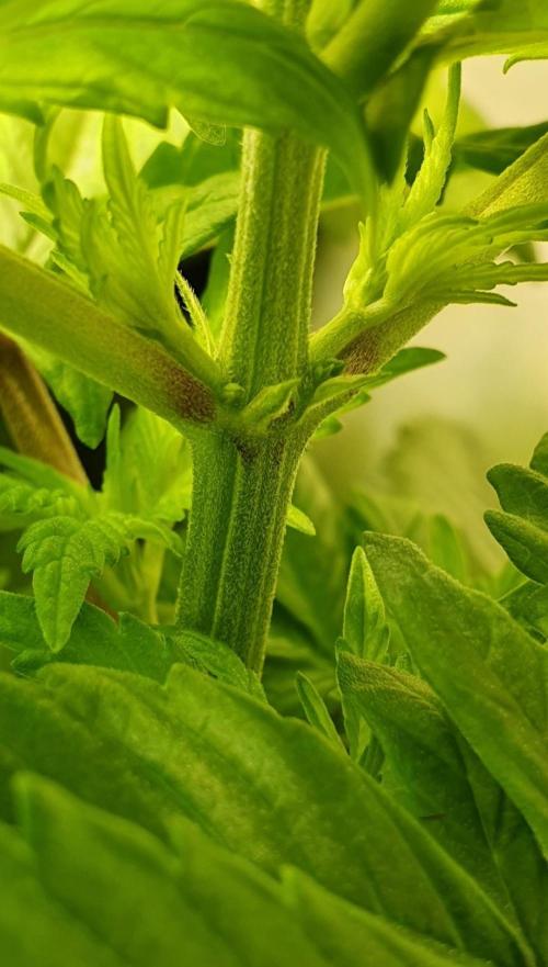 Shireen. Week 4 - Showing sex