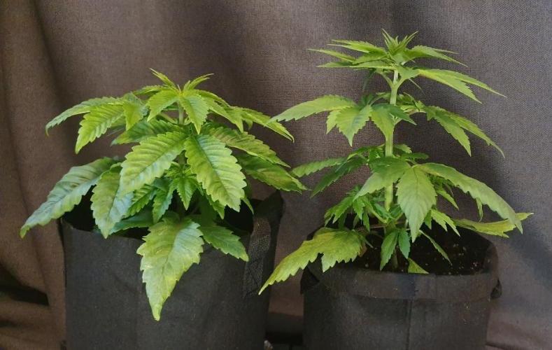 Shireen. Week 4 - Taller male