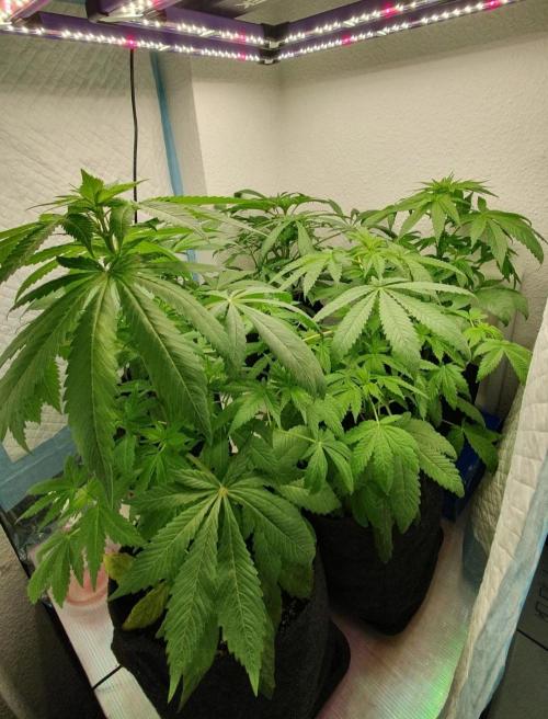 Shireen. Week 4 - Dec 25