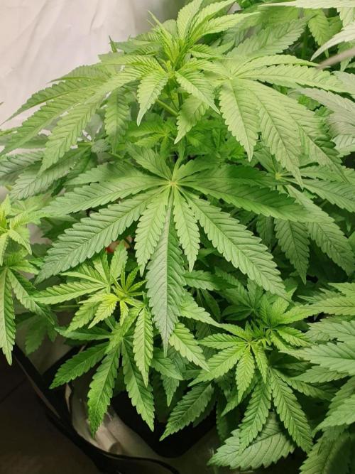 Shireen. Week 5 - Nice!