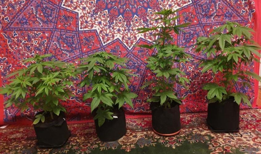 Shireen. Week 5 - The ladies