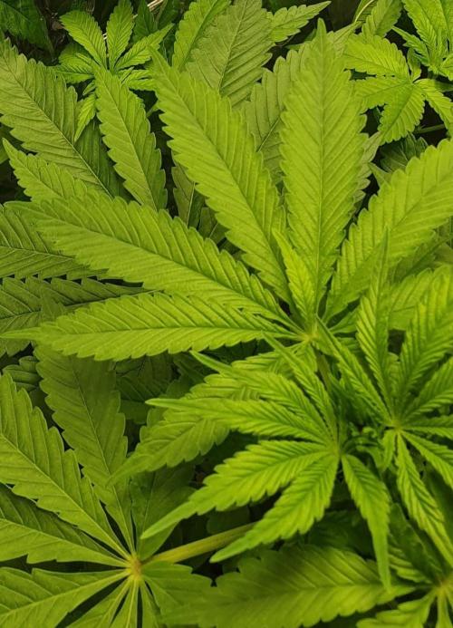 Shireen. Week 5 - Yeah!