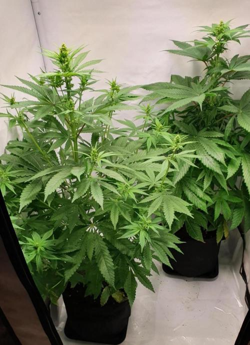 Shireen. Week 6 - Stunningly beautiful males.