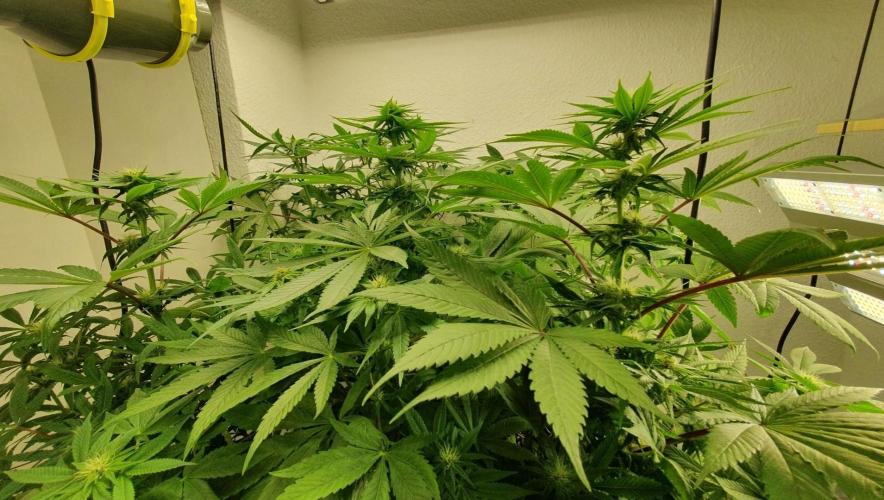 Shireen. Week 6 - The ladies