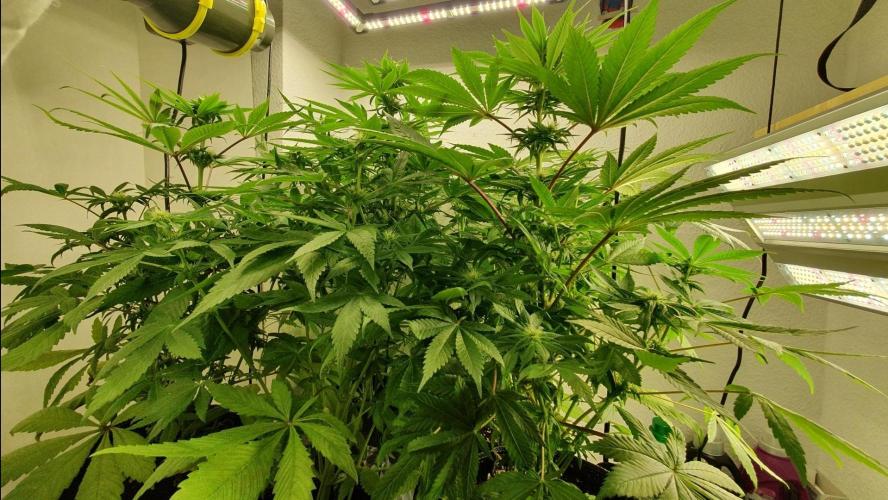 Shireen. Week 6 - I like this picture.