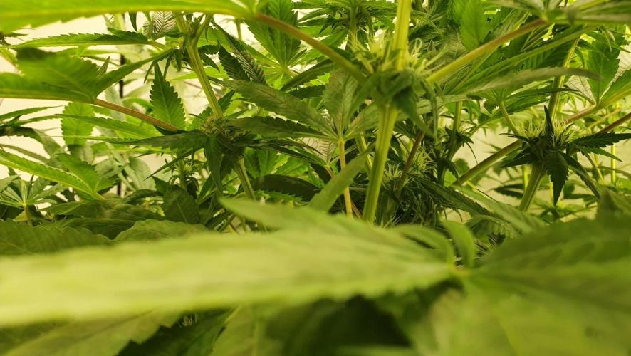 Shireen. Week 6 - Pollinated branches marked with a piece of tape