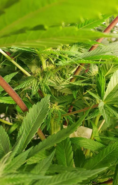 Shireen. Week 6 - Pollinated