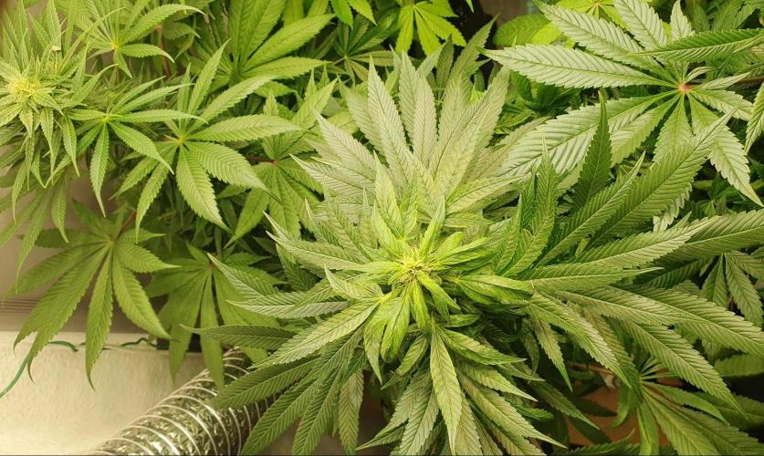 Shireen. Week 7 - Nice