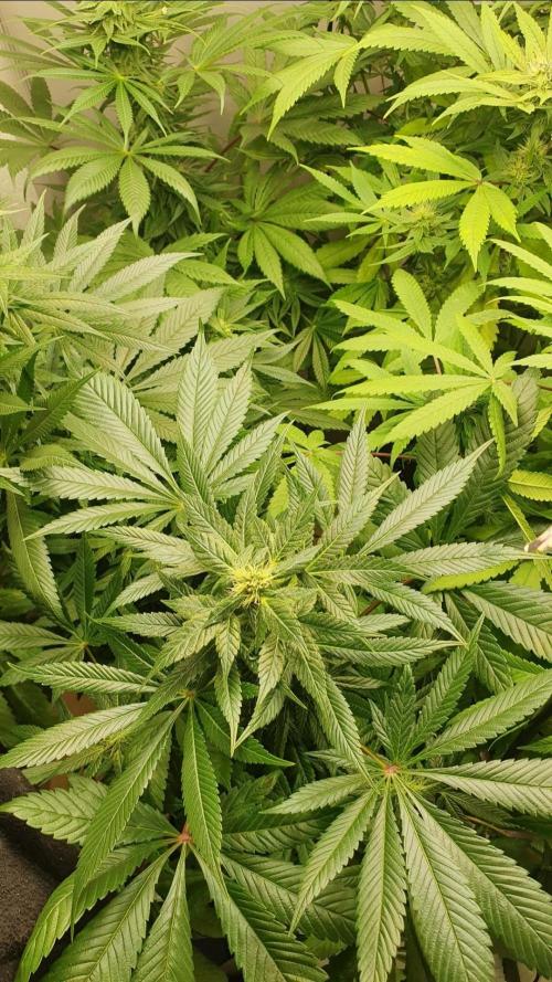 Shireen. Week 7 - The plants are starting to show some individuality 