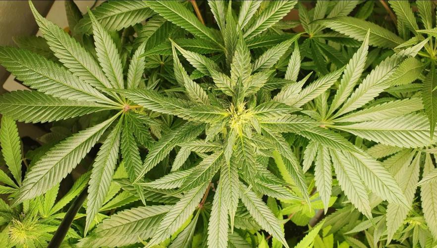 Shireen. Week 7 - Beautiful 