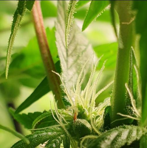 Shireen. Week 7 - Seeds forming under dripping trichomes to protect