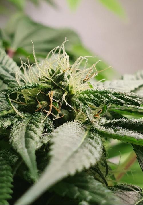 Shireen. Week 7 - Seeds forming