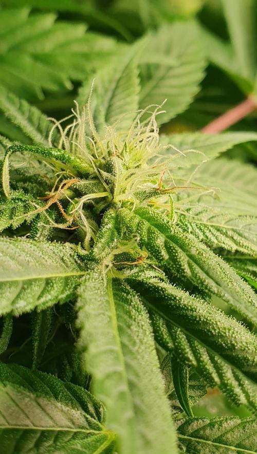 Shireen. Week 7 - Seeds forming