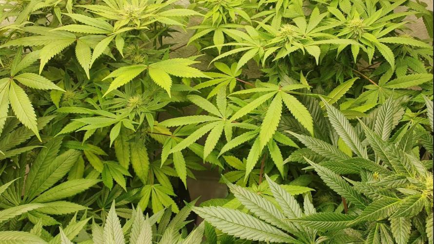 Shireen. Week 7 - Individuals