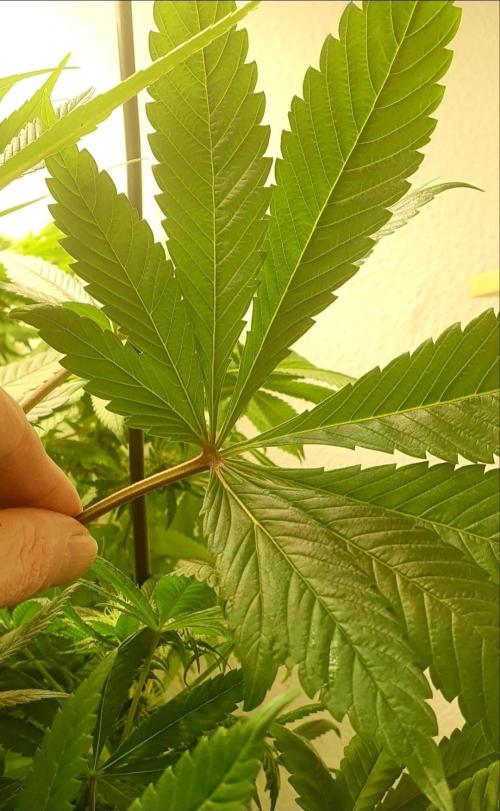 Shireen. Week 7 - Interesting