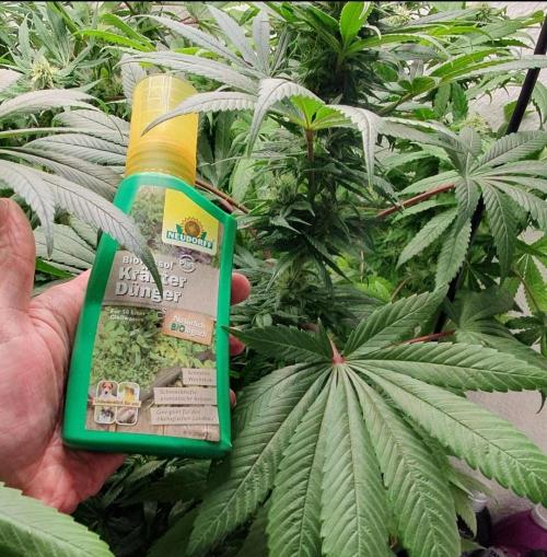 Shireen. Week 8 - This time I used this Neudorff organic herb fertilizer for the entire grow.