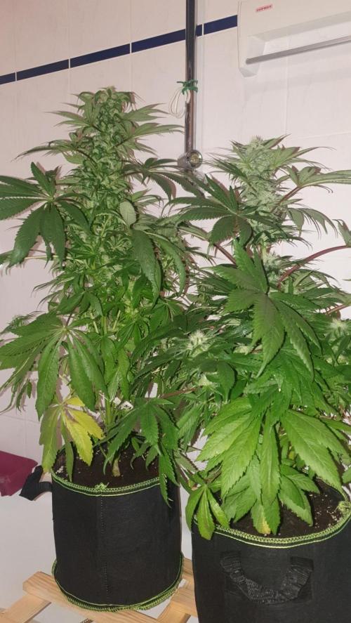 Shireen. Week 8 - Shower time