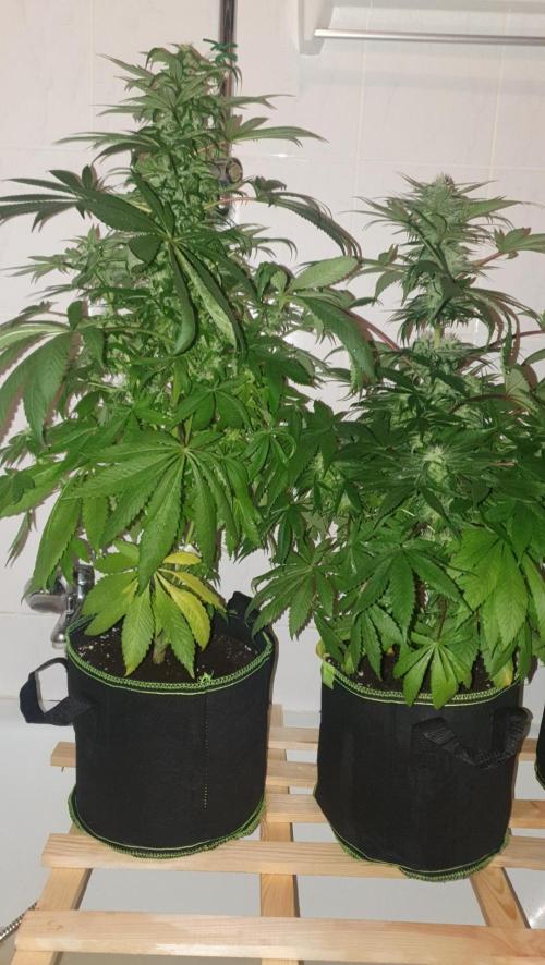 Shireen. Week 8 - Shower time