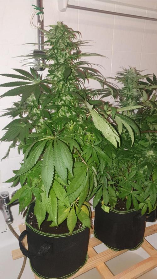 Shireen. Week 8 - Shower time 