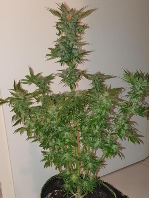 Shireen. Week 10 - One of the "dark green" types with fan leaves removed.