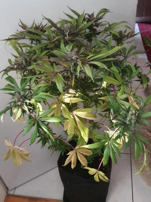 Shireen. Week 10 - Harvested early