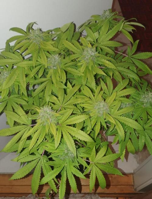 Shireen. Week 10 - Harvested early