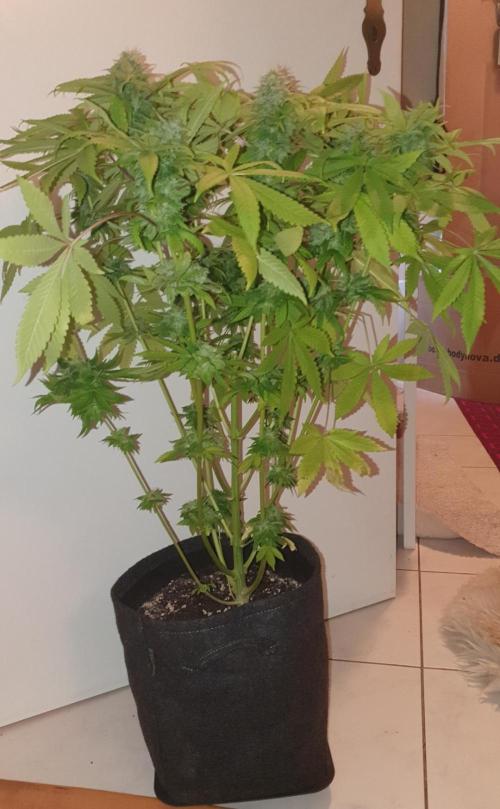 Shireen. Week 10 - Harvested early